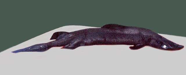 (Deania Jordan & Snyder, 1902) Род ДЕАНИИ, ДЛИННОРЫЛЫЕ АКУЛЫ 4 вида